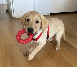 Baxter fête son premier mois chez Atradius France !